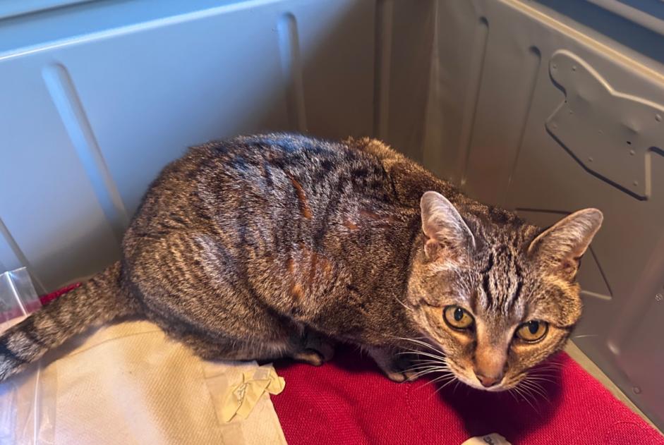 Disappearance alert Cat  Male , 15 years Poitiers France