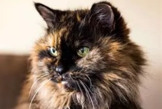 Disappearance alert Cat Female , 15 years Saint-Gervais-les-Trois-Clochers France Disappearance alert Cat Female , 15 years Saint-Gervais-les-Trois-Clochers France