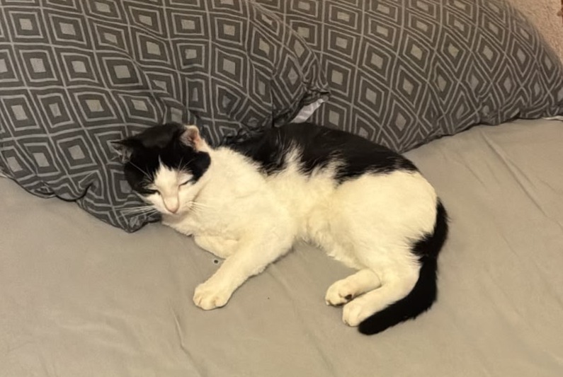 Alerta de Desaparición Gato Macho , 3 años Saint-Julien-l'Ars Francia