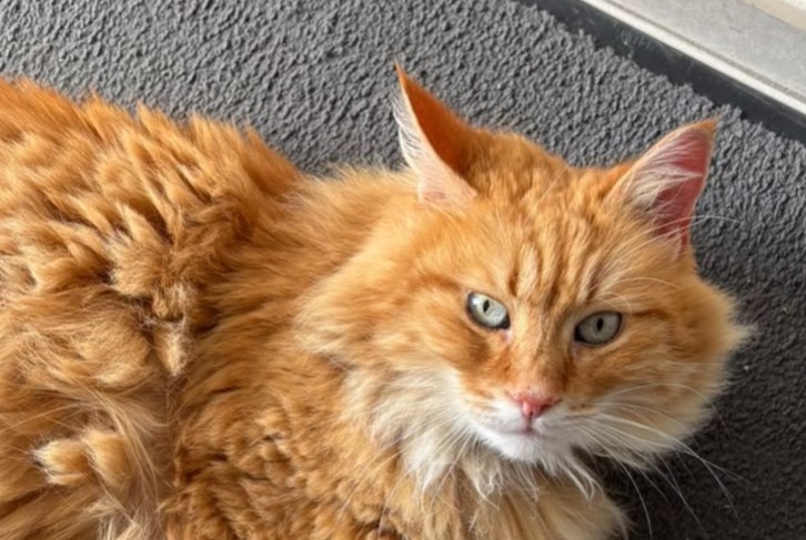 Alerte Disparition Chat Mâle , 10 ans Saint-Hilaire-de-Chaléons France Alerte Disparition Chat Mâle , 10 ans Saint-Hilaire-de-Chaléons France