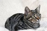 Alerte Disparition Chat  Femelle , 10 ans Saint-Gervais-les-Trois-Clochers France