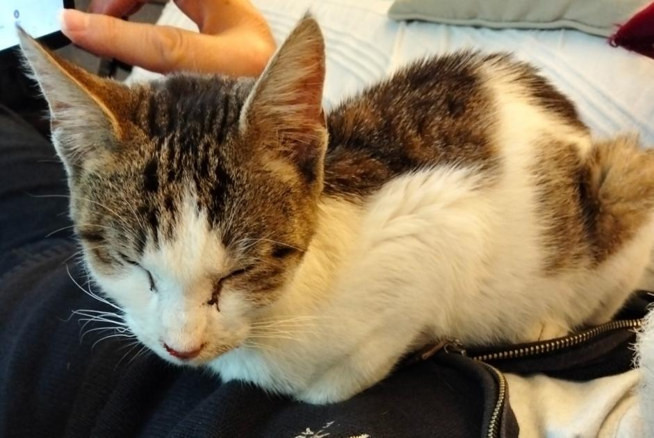 Alerte Découverte Chat Femelle Wavrin France
