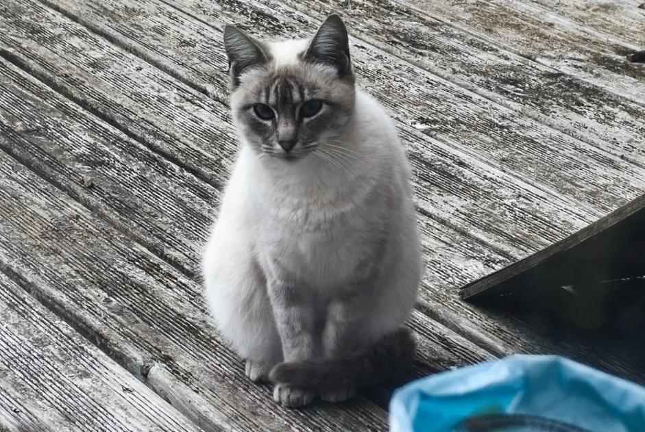 Alerte Découverte Chat croisement Inconnu Bosdarros France Alerte Découverte Chat croisement Inconnu Bosdarros France