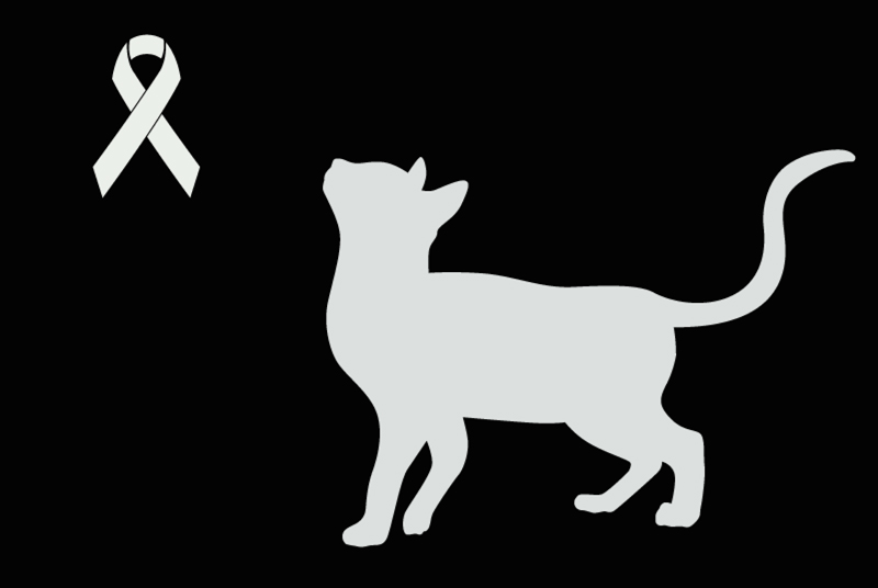 Alerta de Hallazgo Gato Desconocido Saint-Genest-d'Ambière Francia