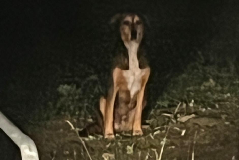 Avviso Ritrovamento Cane Non conosciuta La Gravelle Francia Avviso Ritrovamento Cane Non conosciuta La Gravelle Francia